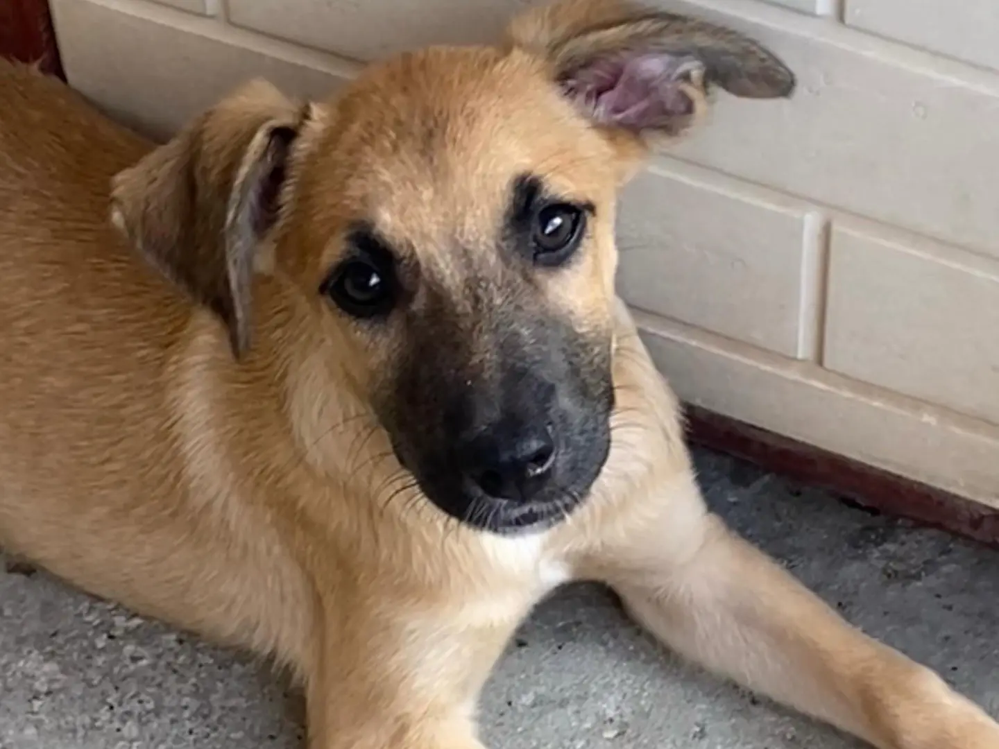 Adotta un cane, taglia media contenuta, maschio, Latina