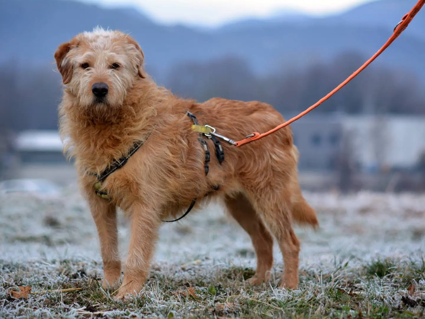 Adotta un cane, femmina, 5 anni e 6 mesi, Como