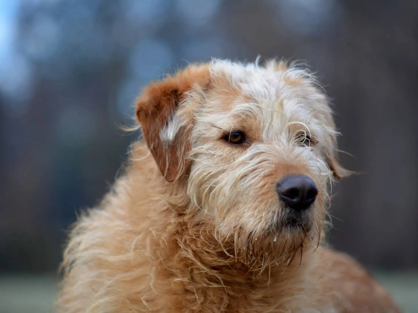 Adozione cane, femmina, Razza sconosciuta Razza sconosciuta, 5 anni e 6 mesi, taglia media, Como