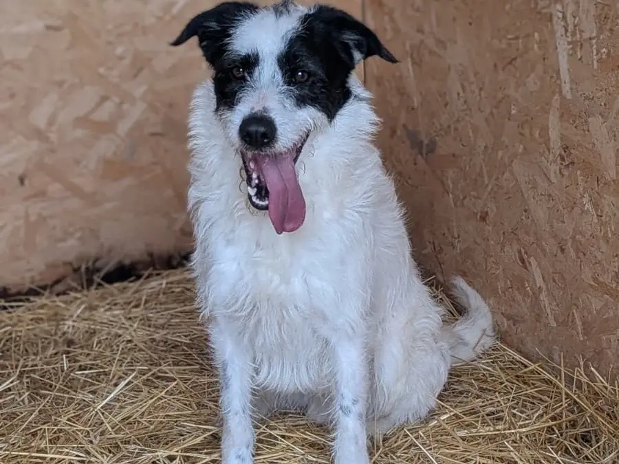 Vuoi adottare un cane a Bari?