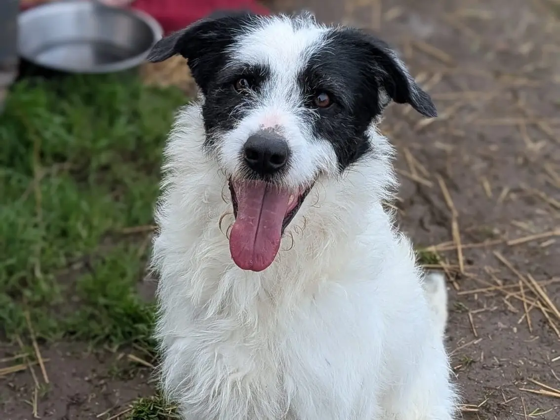 Adotta il cane Jin a Bari