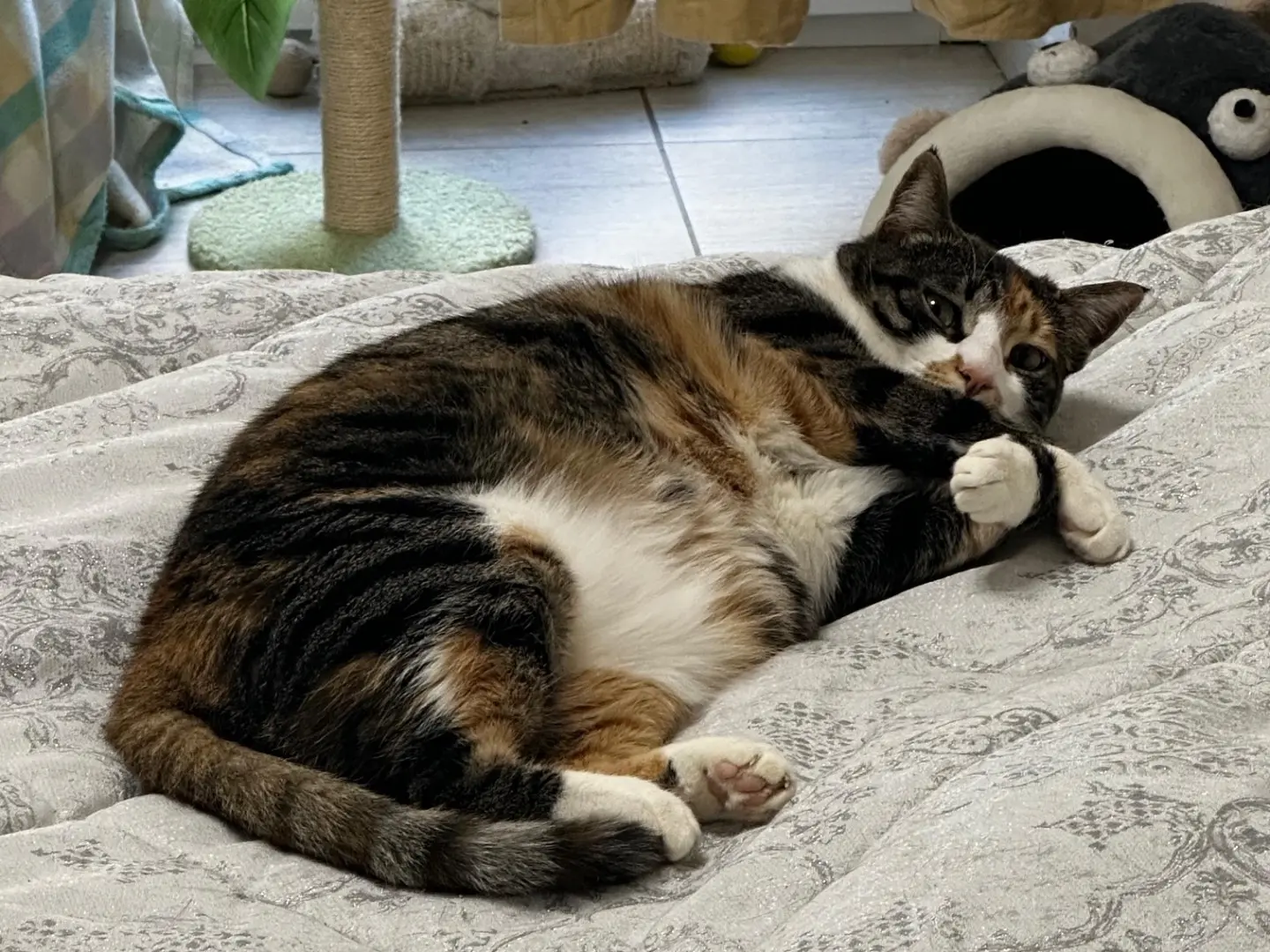 Adozione gatto, femmina, Razza sconosciuta Razza sconosciuta, 2 anni e 2 mesi, taglia non valida, Torino