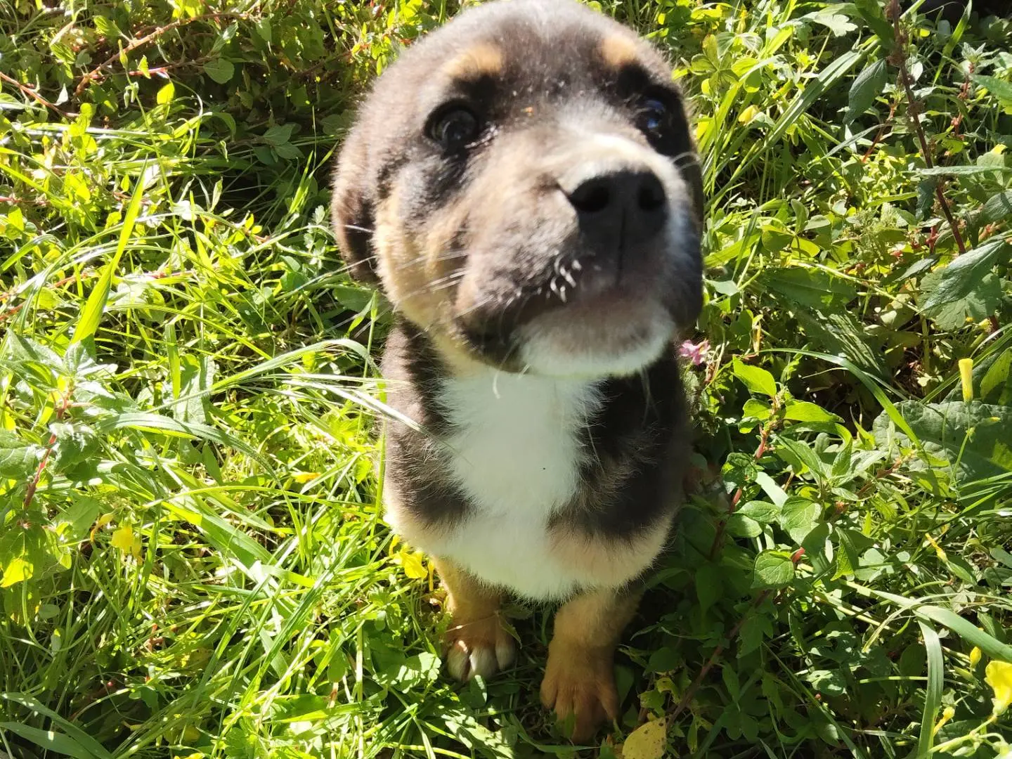 Adotta un cane, maschio, 9 mesi, Torino