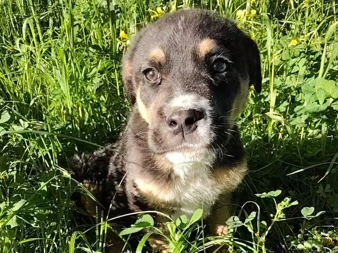 Adozione cane, maschio, Razza sconosciuta Razza sconosciuta, 9 mesi, taglia grande, Torino