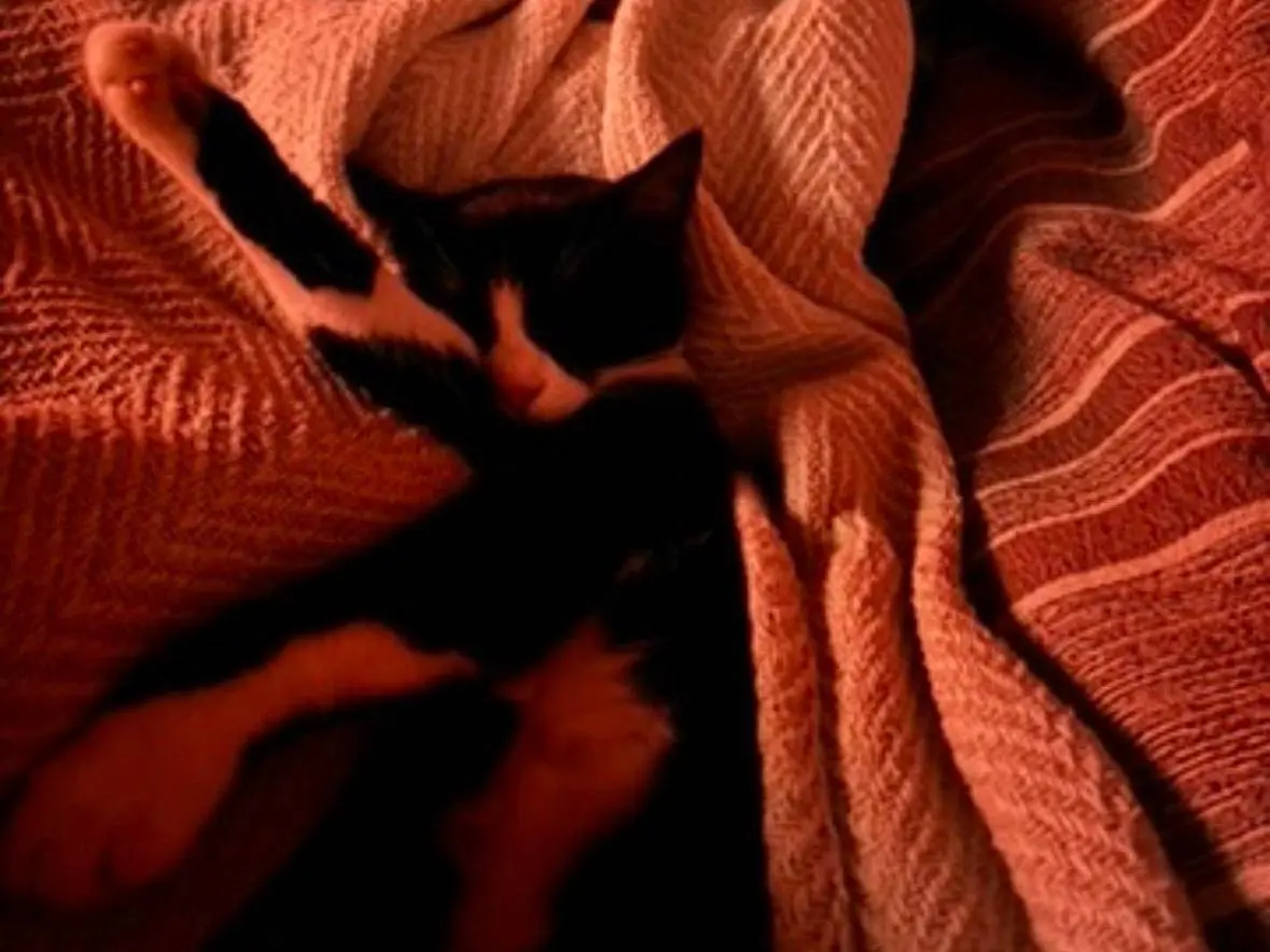 Foto 3 dell'animale