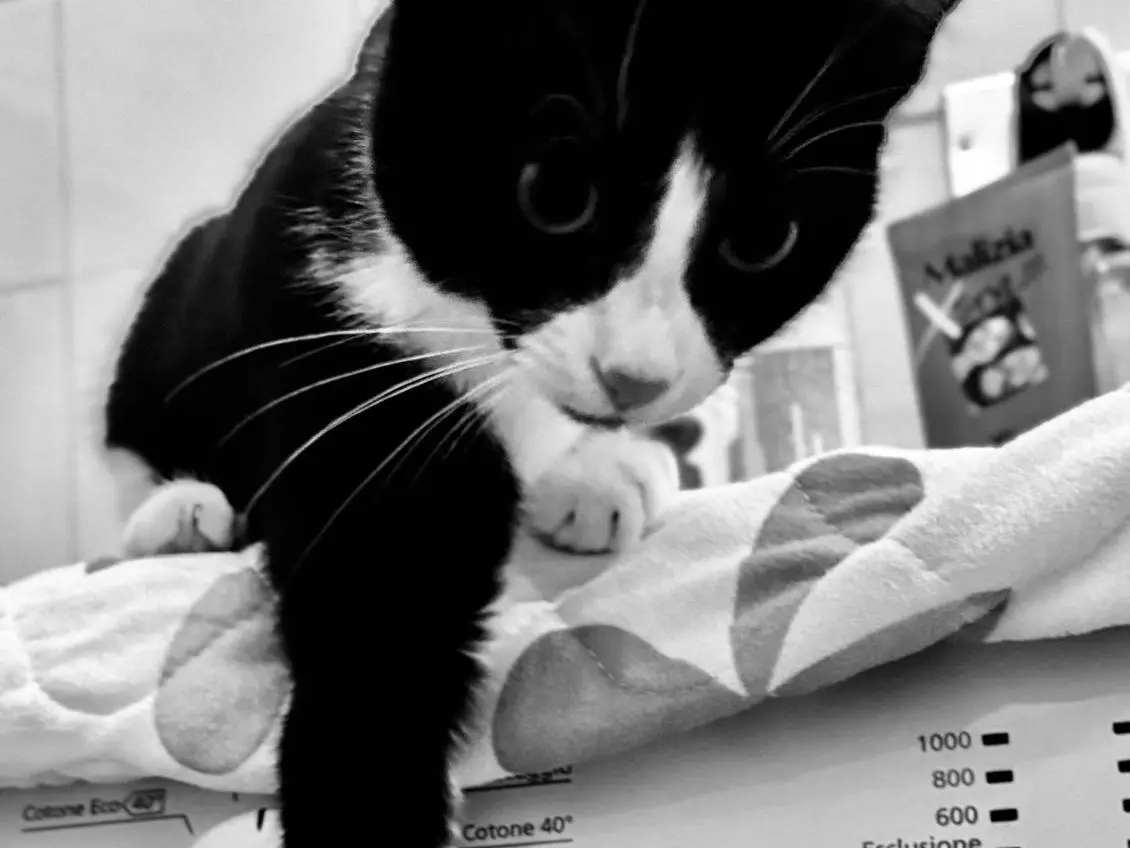 Foto 3 dell'animale