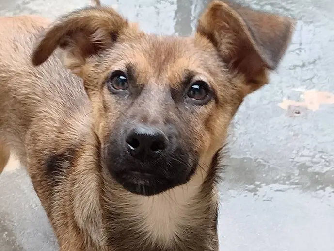 Adotta il cane Melody e Bea a Torino