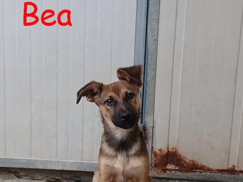 Adozione cane, femmina, Razza sconosciuta Pastore tedesco, 3 mesi, taglia media, Torino