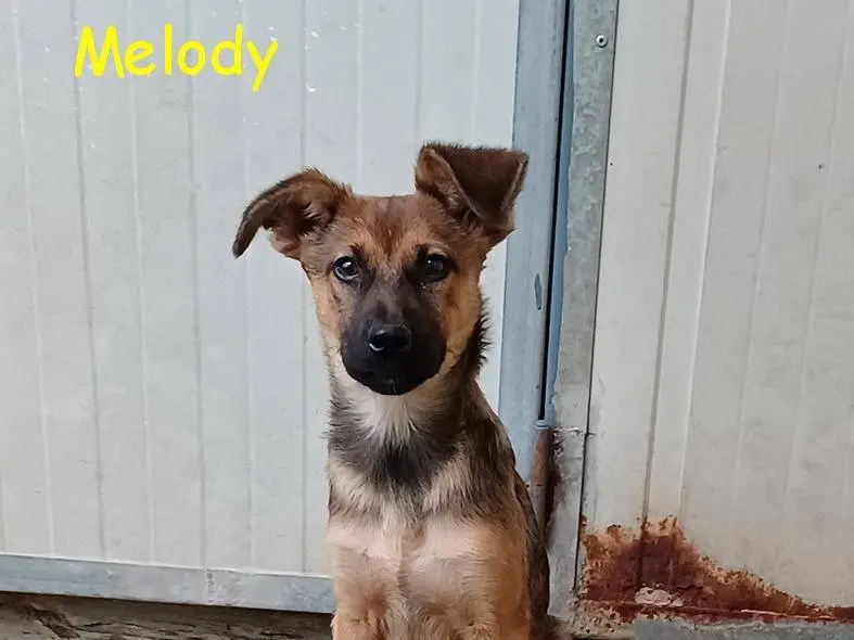 Adotta un cane, femmina, 3 mesi, Torino