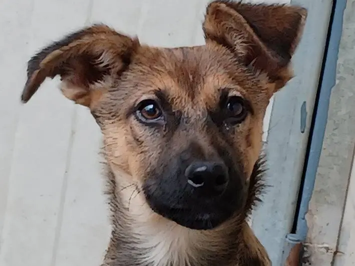 Adotta un cane, taglia media, femmina, Torino