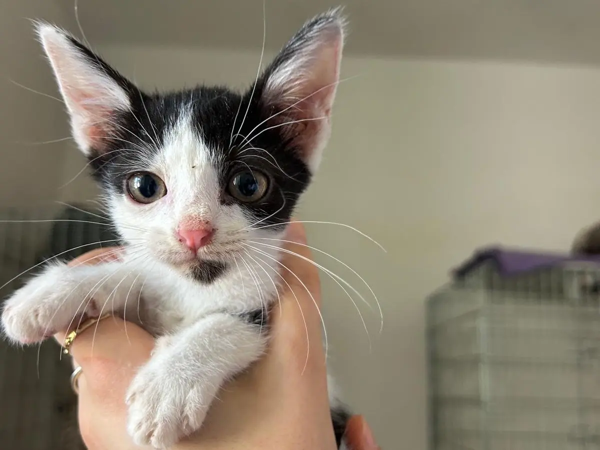 Adotta un gatto, maschio, 5 mesi, Teramo