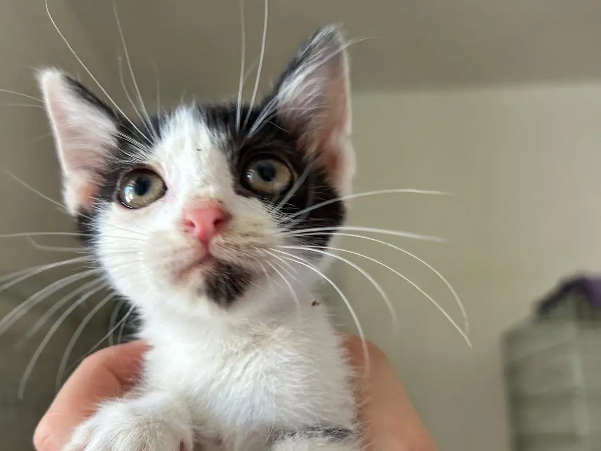 Adozione gatto, maschio, Razza sconosciuta Razza sconosciuta, 5 mesi, taglia non valida, Teramo