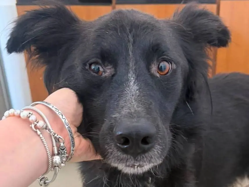 Vuoi adottare un cane a Crotone?