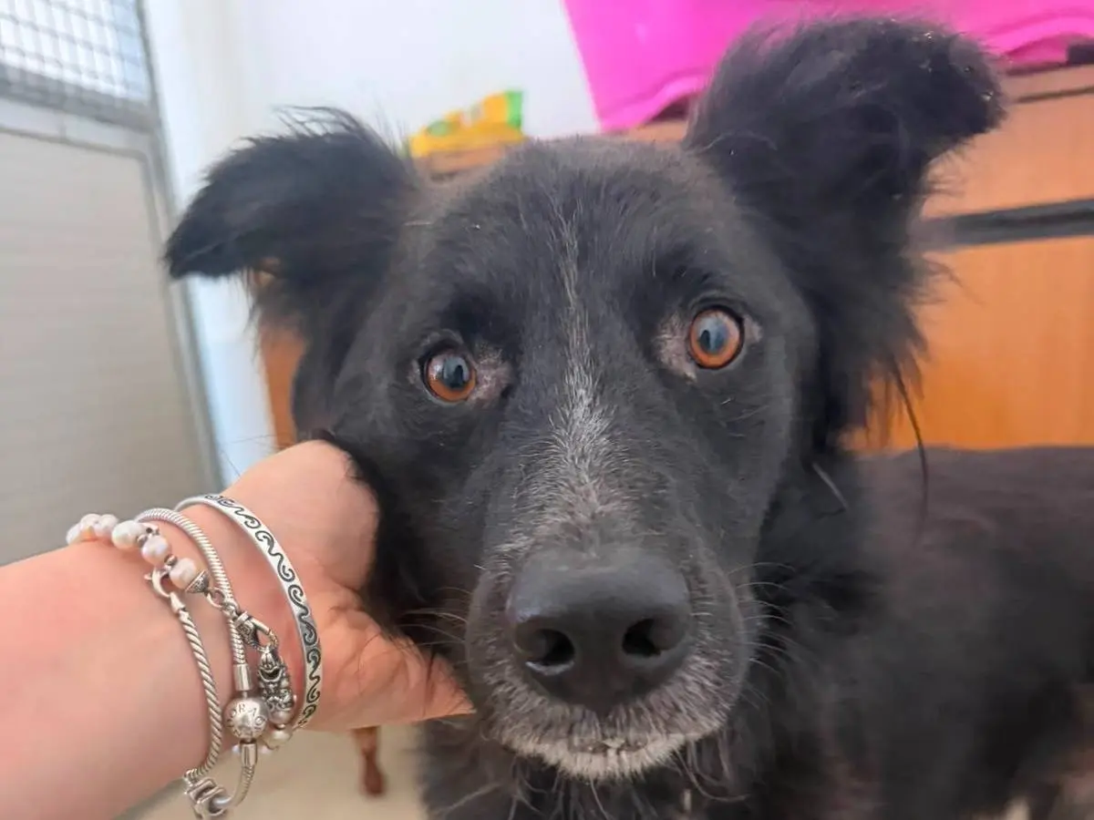 Adozione cane, maschio, Razza sconosciuta Razza sconosciuta, 4 anni e 3 mesi, taglia media, Crotone