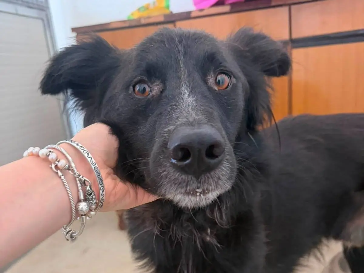 Adotta un cane, maschio, 4 anni e 3 mesi, Crotone