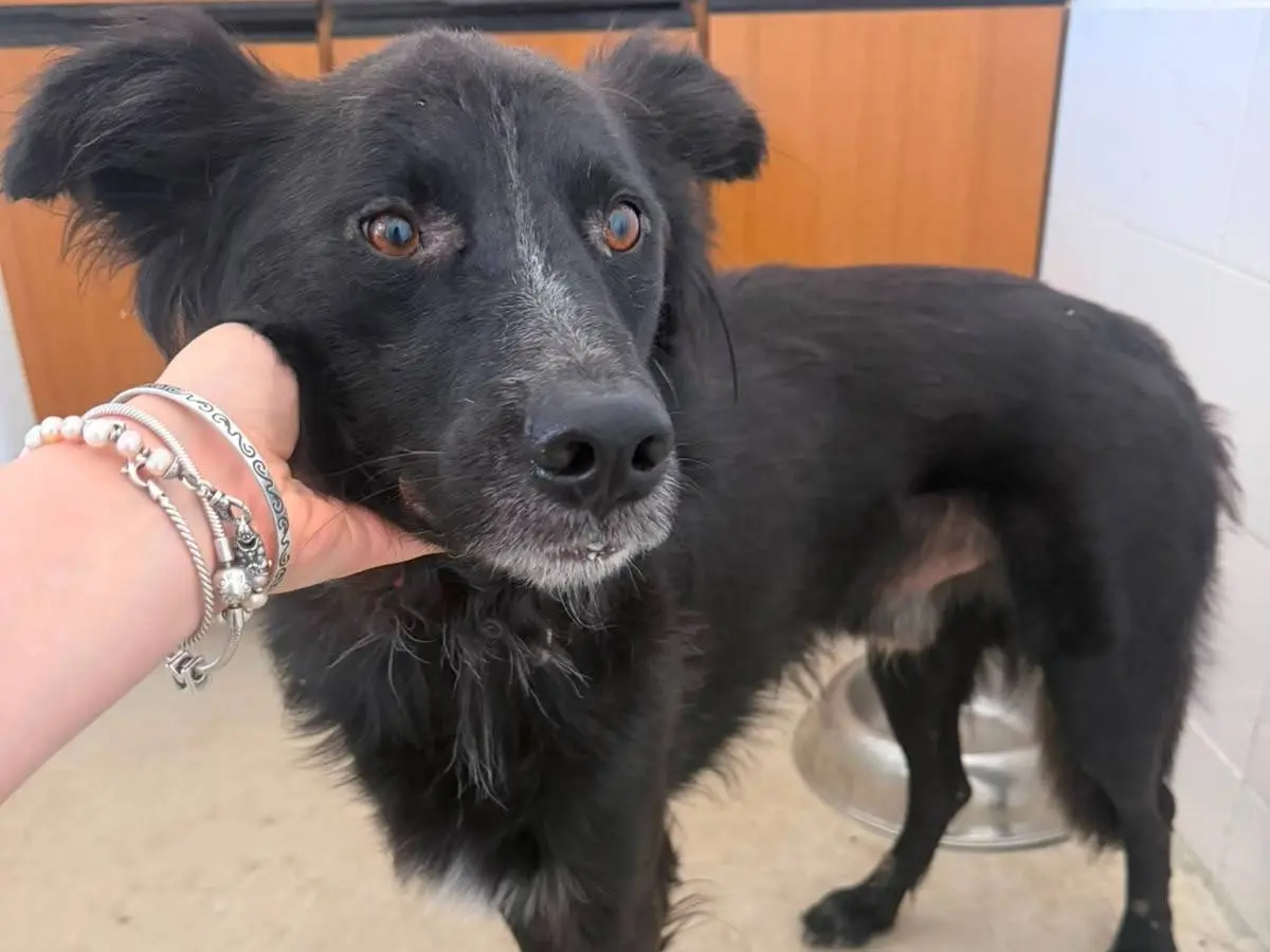 Adotta un cane, taglia media, maschio, Crotone