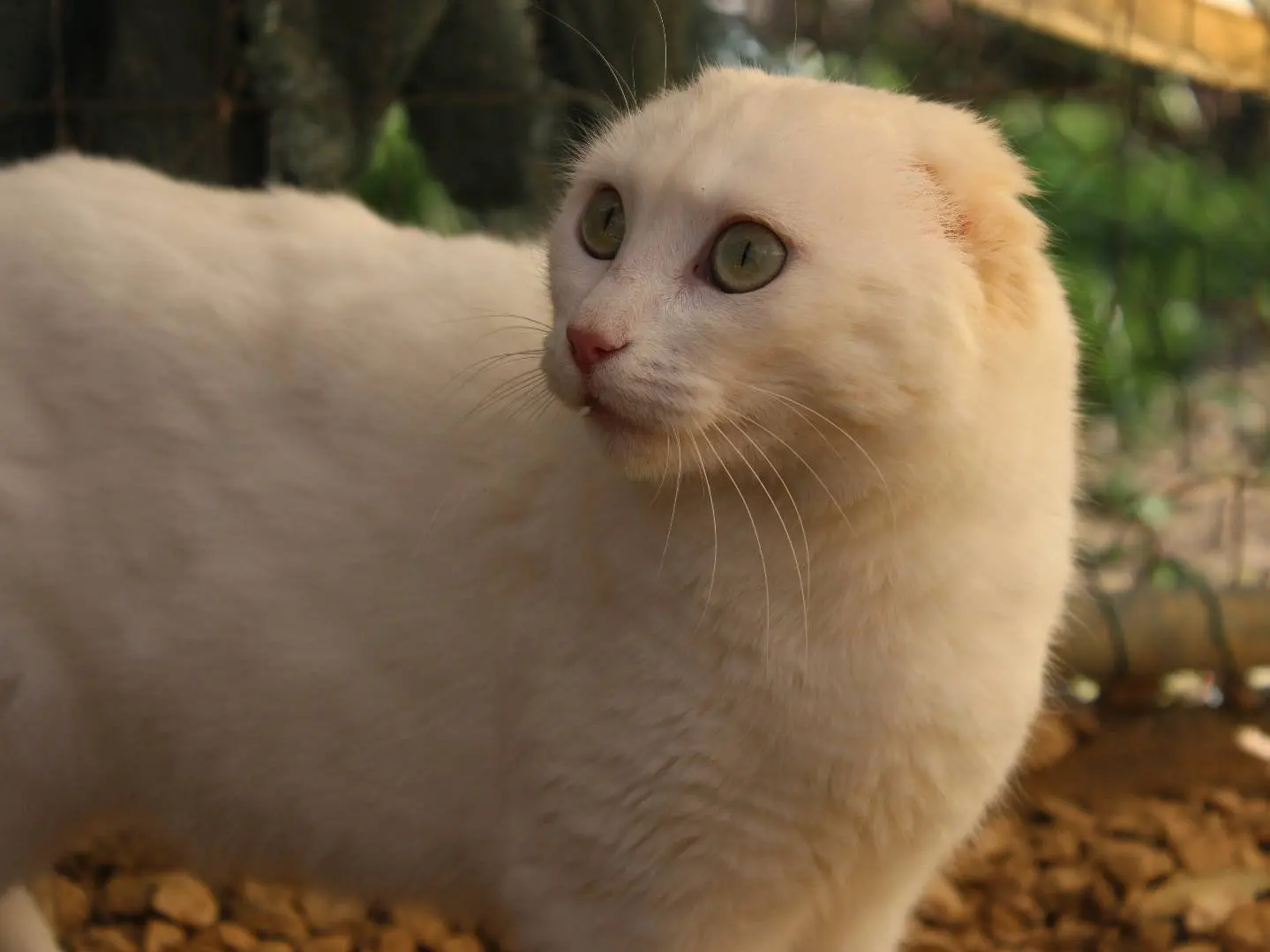 Adotta il gatto Meringa a Frosinone