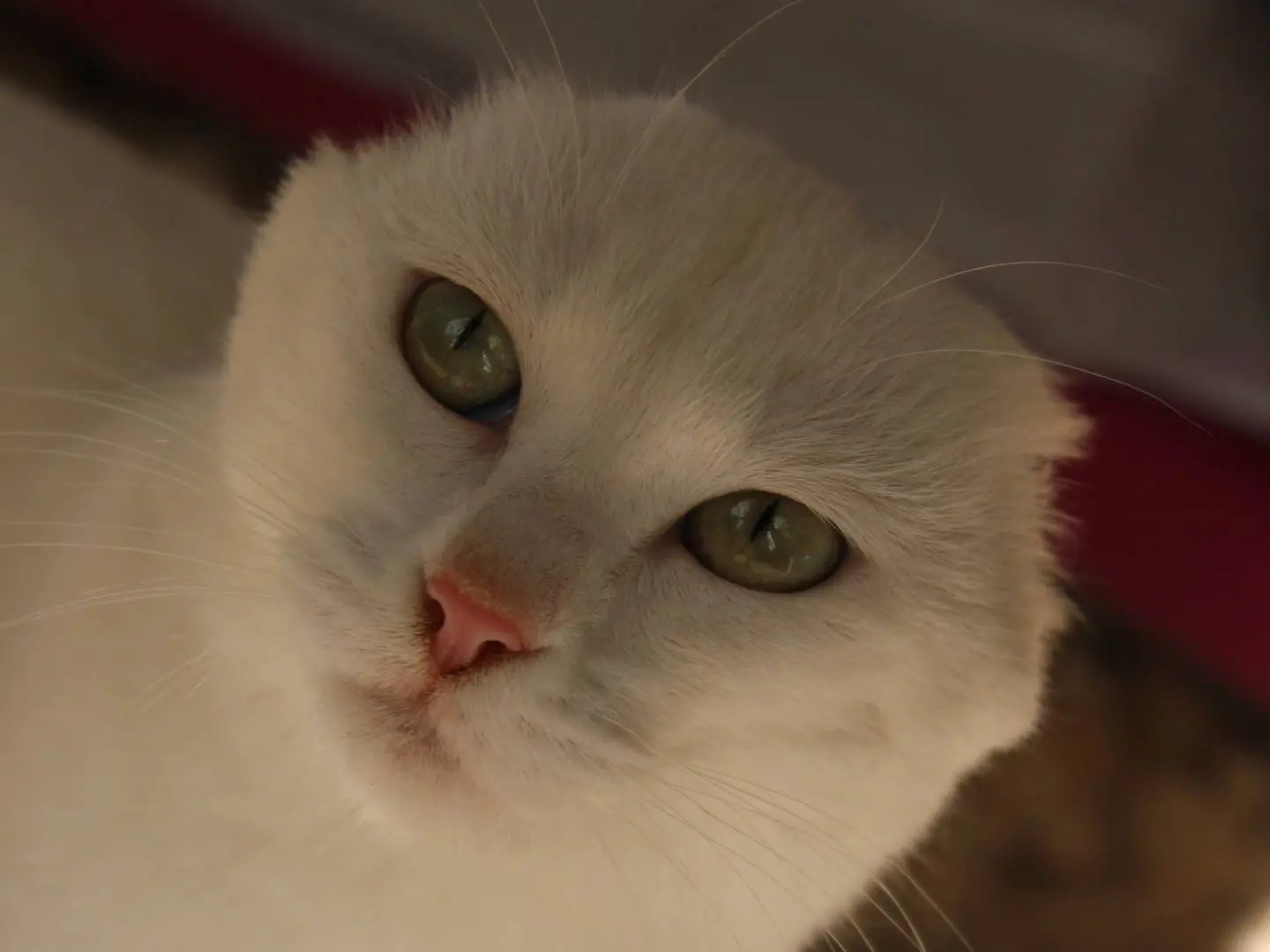 Vuoi adottare un gatto a Frosinone?