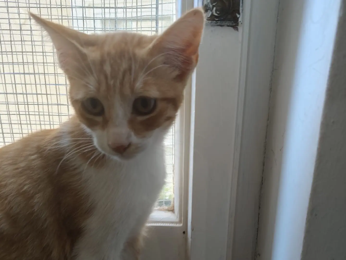 Vuoi adottare un gatto a Crotone?
