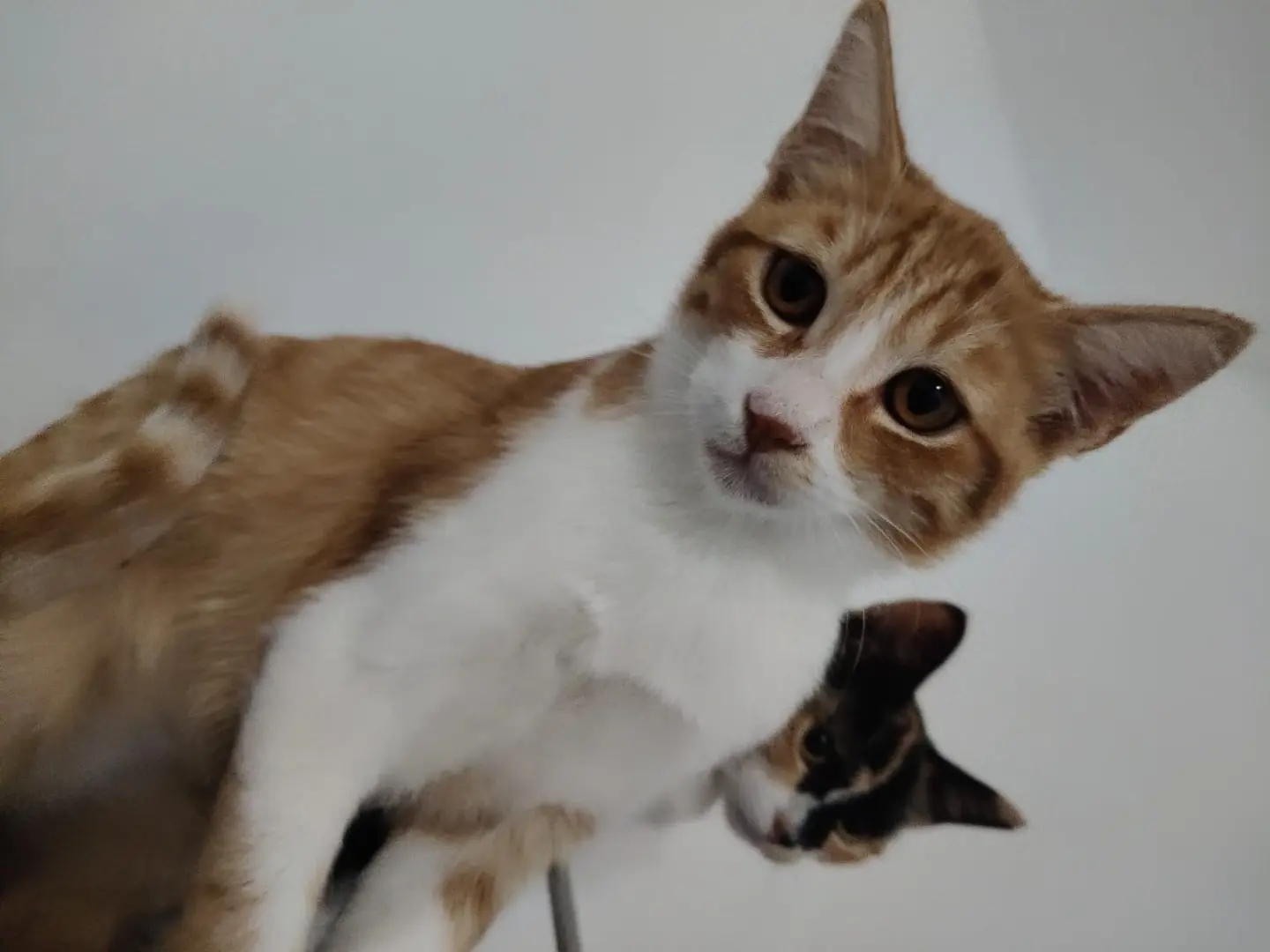 Adotta il gatto SPONGE a Crotone