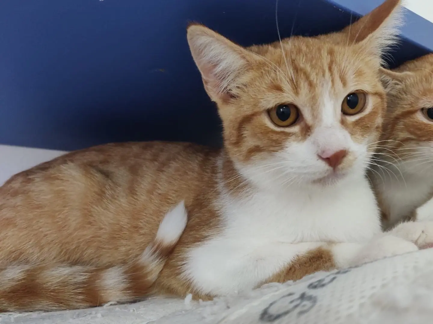 Adotta un gatto, taglia non valida, maschio, Crotone