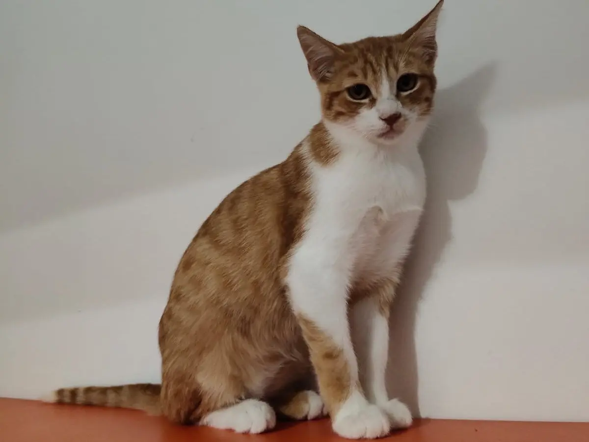 Adozione gatto, maschio, Razza sconosciuta Razza sconosciuta, 5 mesi, taglia non valida, Crotone