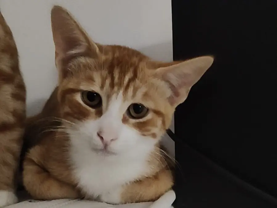 Adotta un gatto, maschio, 5 mesi, Crotone