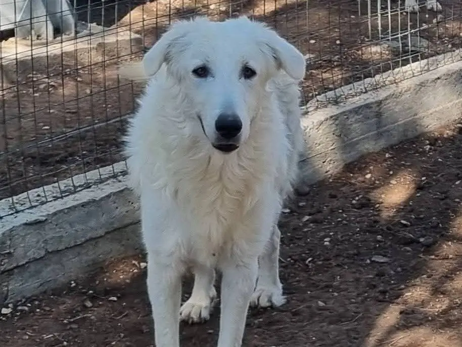 Adozione cane, maschio, Pastore maremmano Razza sconosciuta, 2 anni e 2 mesi, taglia grande, Bari
