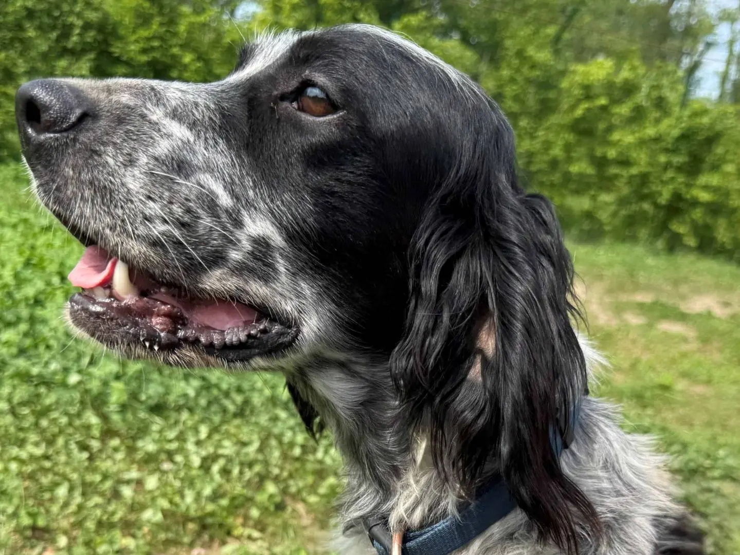 Adozione cane, maschio, Setter Inglese Razza sconosciuta, 3 anni e 10 mesi, taglia media, Milano