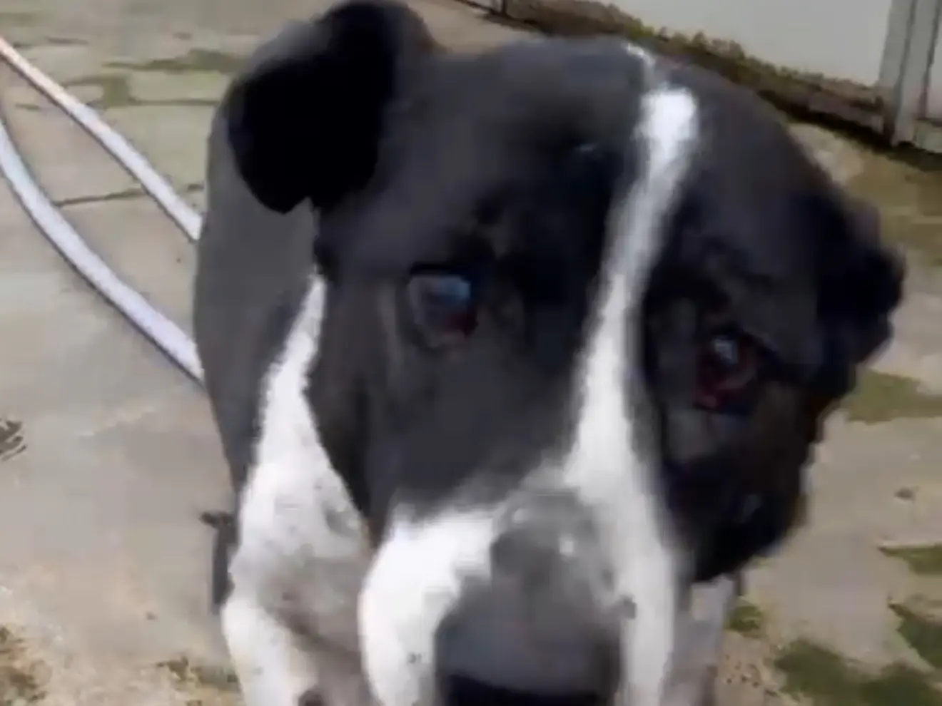 Vuoi adottare un cane a Latina?