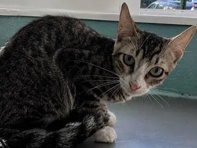 Adozione gatto, maschio, Razza sconosciuta Razza sconosciuta, 6 mesi, taglia non valida, Milano