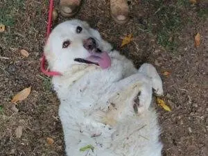Foto 2 dell'animale