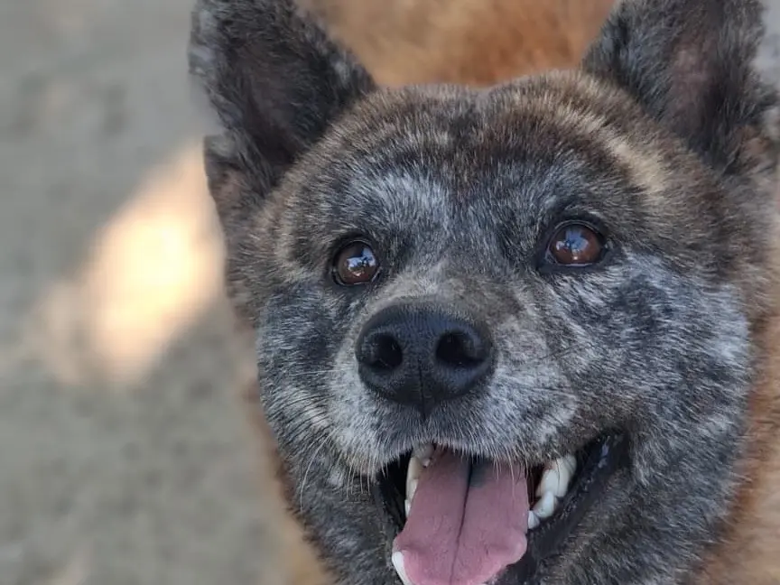 Adotta un cane, femmina, 3 anni, Modena
