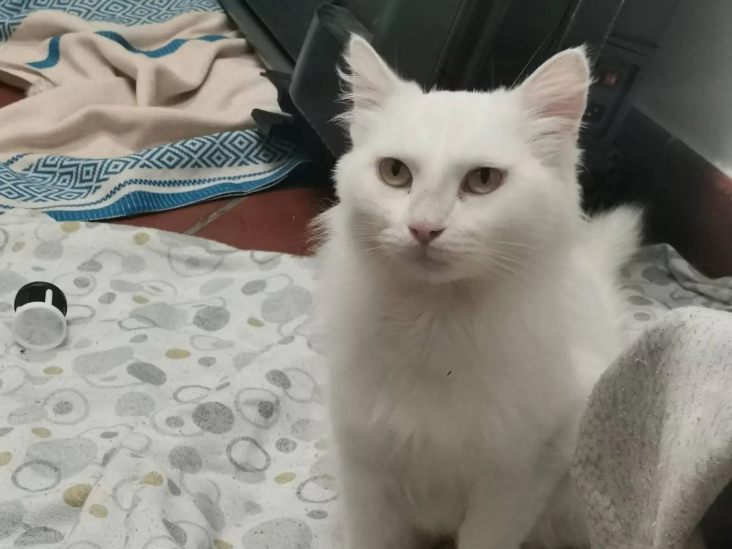 Adozione gatto, femmina, Razza sconosciuta Razza sconosciuta, 1 anno e 9 mesi, taglia non valida, Viterbo