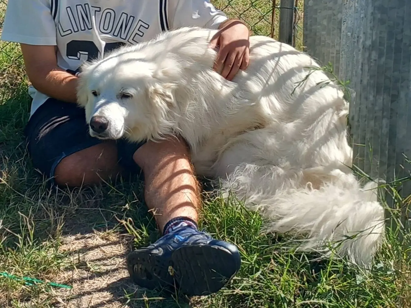 Foto 3 dell'animale