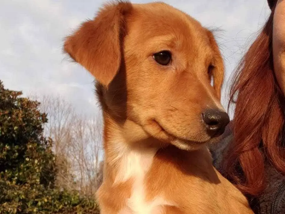 Adotta un cane, femmina, 3 anni, Como