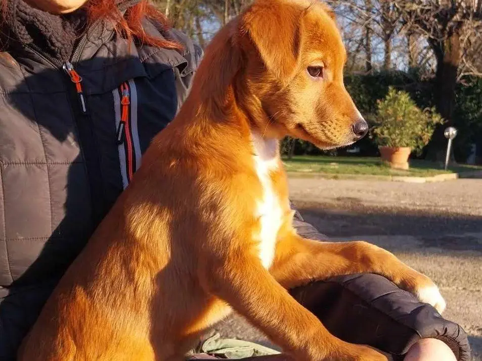 Adotta un cane, taglia media, femmina, Como