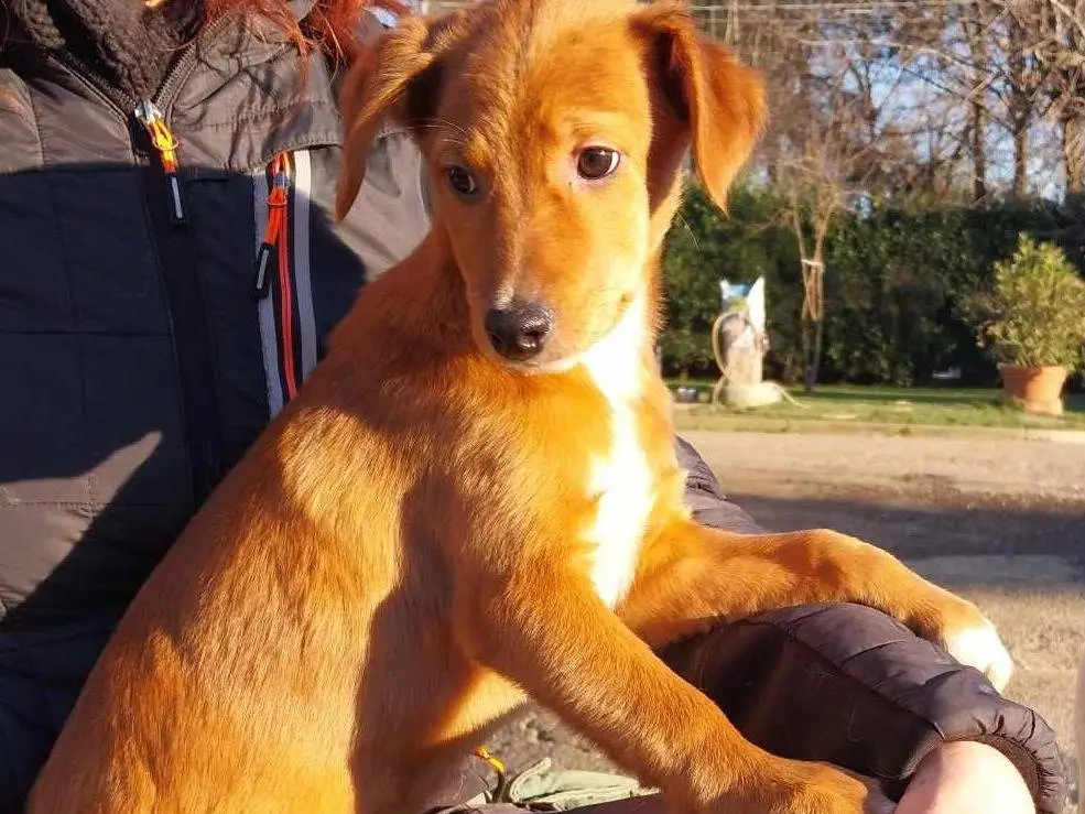 Adozione cane, femmina, meticcio, 3 anni, taglia media, Como