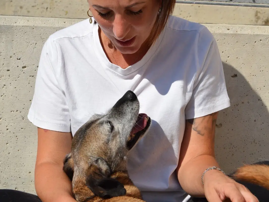 Adotta il cane Felicetto a Teramo