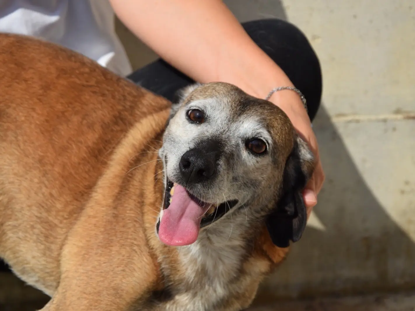Adozione cane, maschio, Razza sconosciuta Razza sconosciuta, 7 anni, taglia media contenuta, Teramo