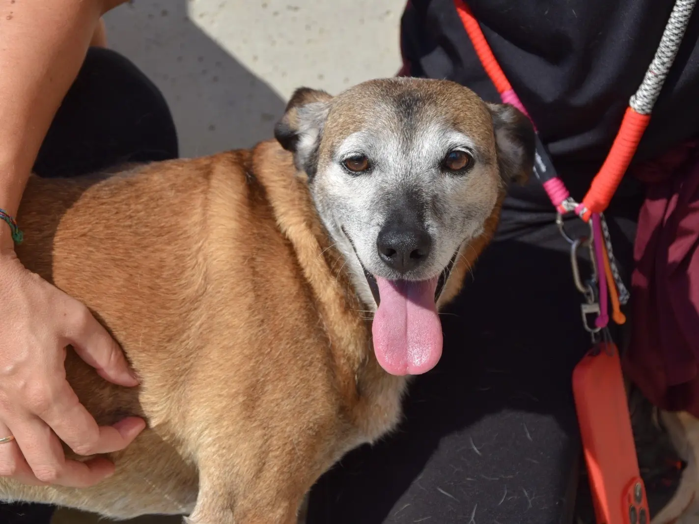 Adotta un cane, taglia media contenuta, maschio, Teramo