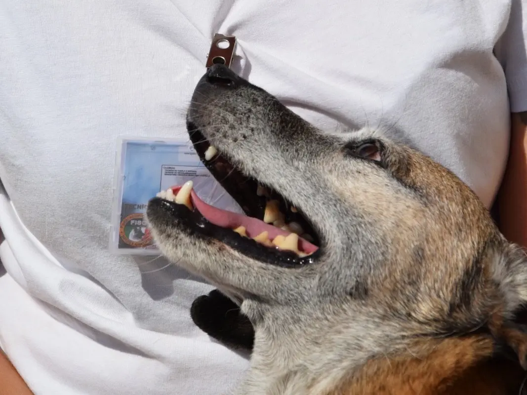 Vuoi adottare un cane a Teramo?
