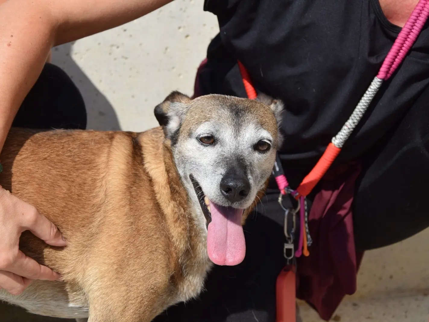 Adotta un cane, maschio, 7 anni, Teramo