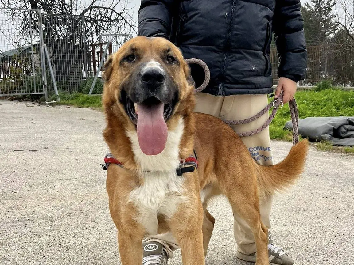 Vuoi adottare un cane a Bari?