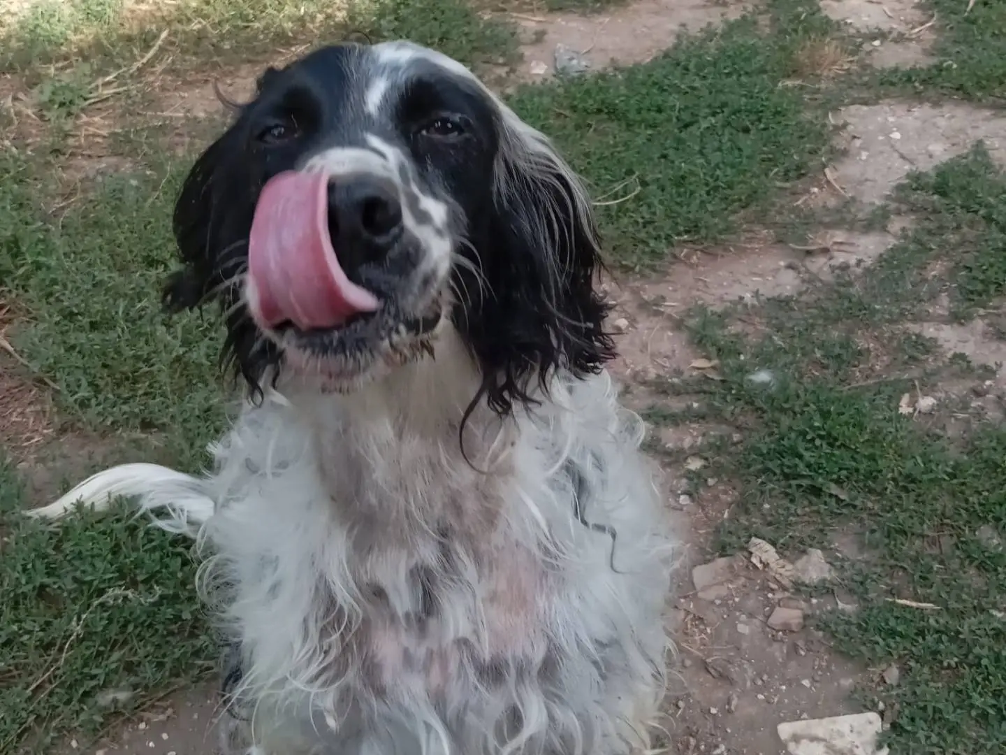 Adotta il cane Lello a Caserta