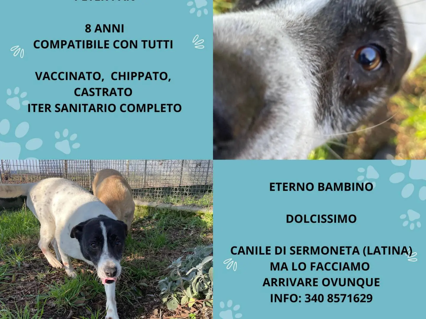 Adozione cane, maschio, Razza sconosciuta Razza sconosciuta, 9 anni e 6 mesi, taglia media contenuta, Latina