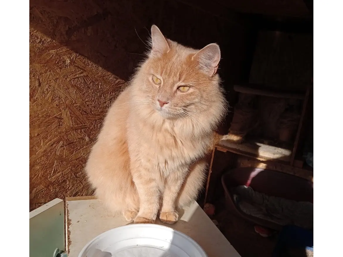 Adozione gatto, maschio, Razza sconosciuta Razza sconosciuta, 7 anni e 8 mesi, taglia non valida, Torino