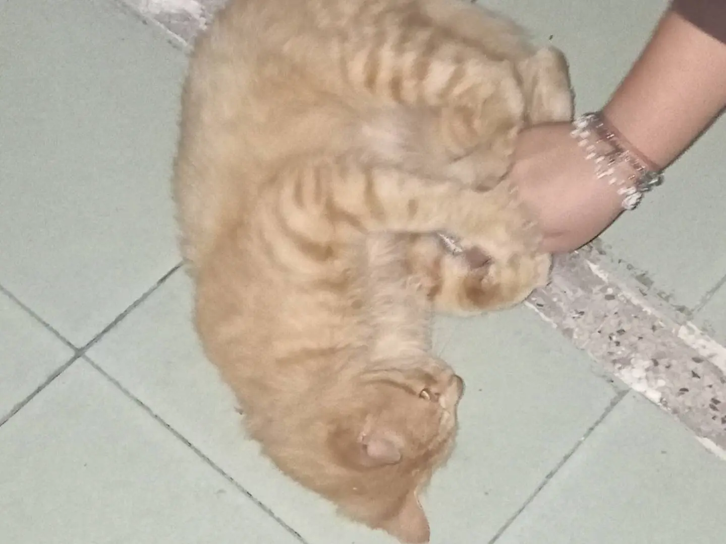 Vuoi adottare un gatto a Viterbo?