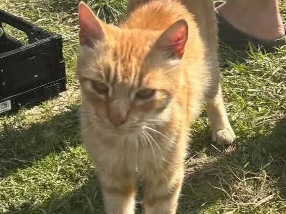 Adozione gatto, maschio, Razza sconosciuta Razza sconosciuta, 5 anni e 4 mesi, taglia non valida, Viterbo