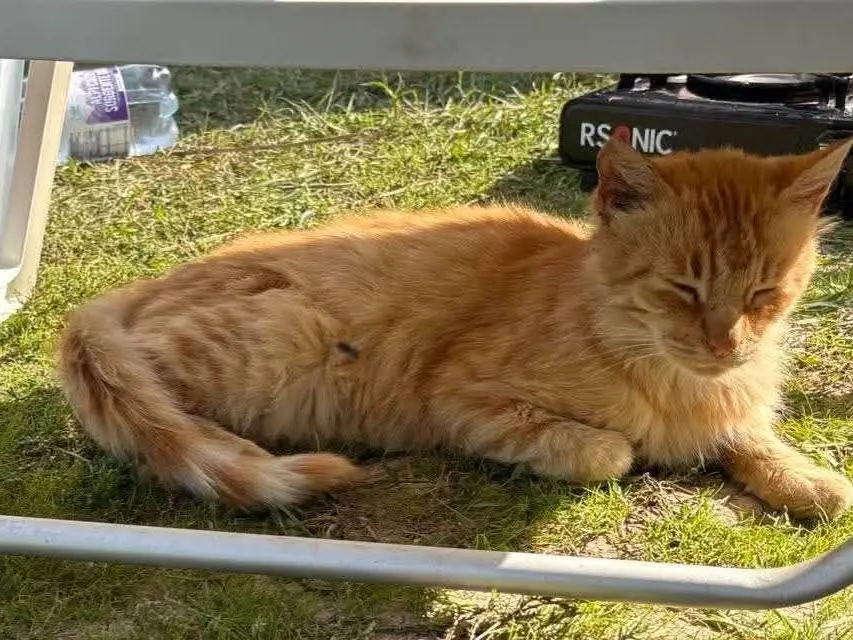 Adotta un gatto, taglia non valida, maschio, Viterbo